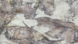 Fossil Fish (Gosiutichthys) Mortality Plate - Lake Gosiute #54971-2
